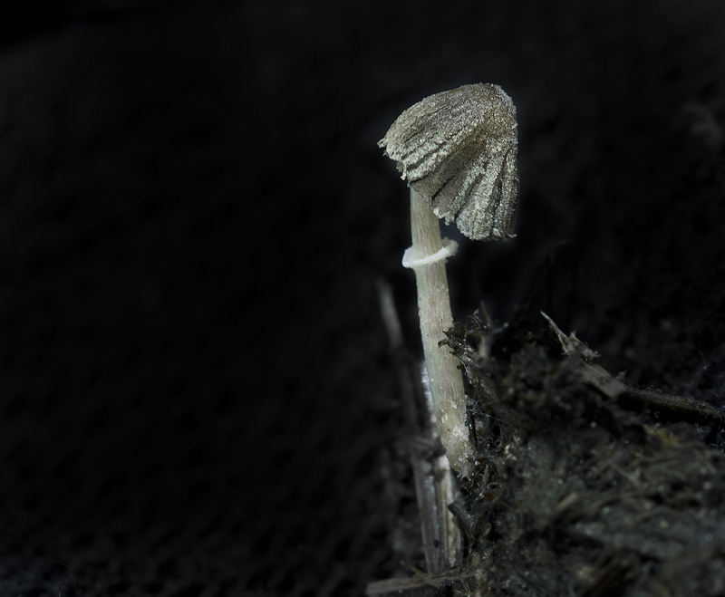 Coprinopsis ephemeroides